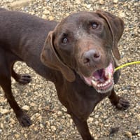 CIGARILLOS, chien à adopter