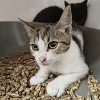 Perceval, chatte à adopter