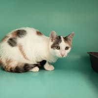 OLYSTRA C, chatte à adopter