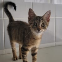 BREE, chatte à adopter