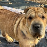 STELLA, chienne à adopter