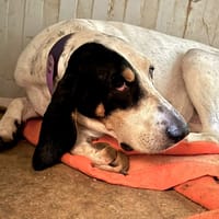 GIL, chienne à adopter