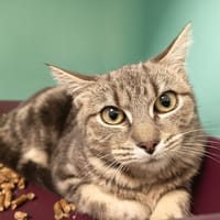 CRISTAL C, chatte à adopter