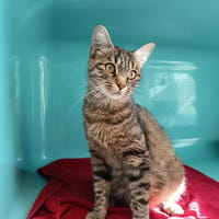 NÉMÉA C, chatte à adopter