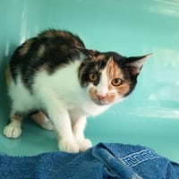 AÉLYS C, chatte à adopter