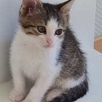 Brindille, chatte à adopter