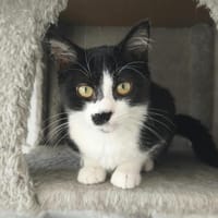 LOUISON, chatte à adopter