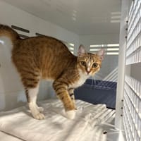 BIBI, chatte à adopter