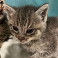 RACLETTE, chatte à adopter