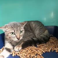 YLONA C, chatte à adopter