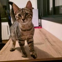 MANTRA, chat à adopter