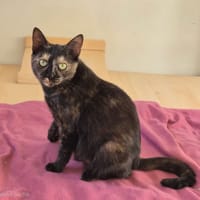 Belinda, chatte à adopter