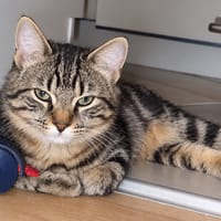 JELLY, chat à adopter