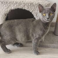 SATIS, chat à adopter