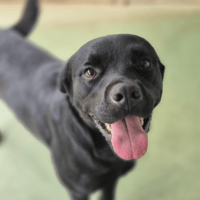 CHADOWS, chien à adopter
