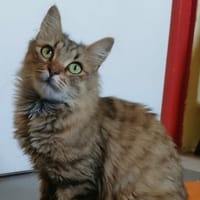 YUNA, chatte à adopter