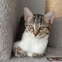 LOUCIA, chat à adopter