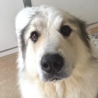 URBAN, chienne à adopter