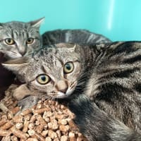 OPALINE C, chatte à adopter