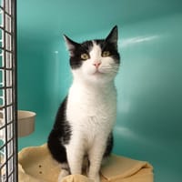 MARY C, chatte à adopter
