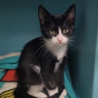 VIVETTE, chatte à adopter