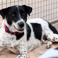 JOYA, chienne à adopter