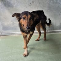 TABASCO, chien à adopter