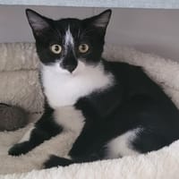 ULYSSE, chat à adopter