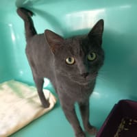 ASTÉRION C, chat à adopter