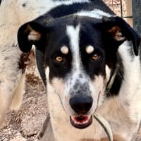 MOZART, chien à adopter
