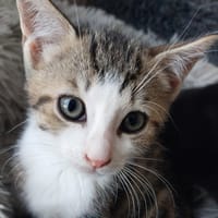 biboune, chat à adopter