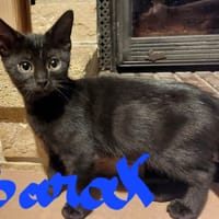 Barak, chat à adopter