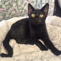 Paola, chatte à adopter