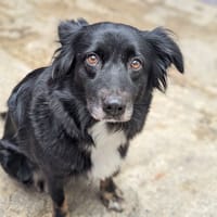 Rocket, chienne à adopter
