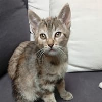 PITCHOUNE, chatte à adopter