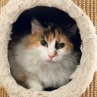MOKA (chat sauvage), chatte à adopter