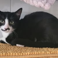 FELIX, chat à adopter