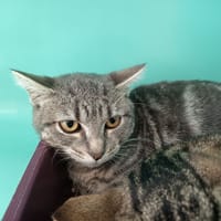 YSILDA C, chatte à adopter