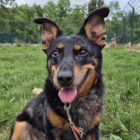 PIWETTE, chienne à adopter