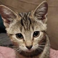Bonbon, chatte à adopter