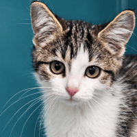 SOONDAE C, chat à adopter