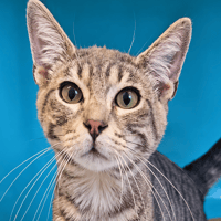 FLIK C, chat à adopter