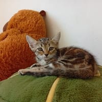 ZIG, chatte à adopter