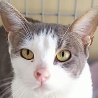 ADVITAM, chat à adopter