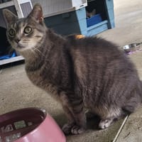 PAQUITO, chat à adopter