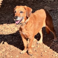 OREA, chienne à adopter