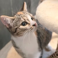 CHATSCHEPPS, chatte à adopter