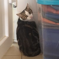 BASILE, chat à adopter