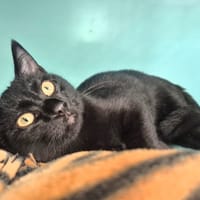 Artémis, chat à adopter