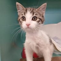 KANTA, chatte à adopter
